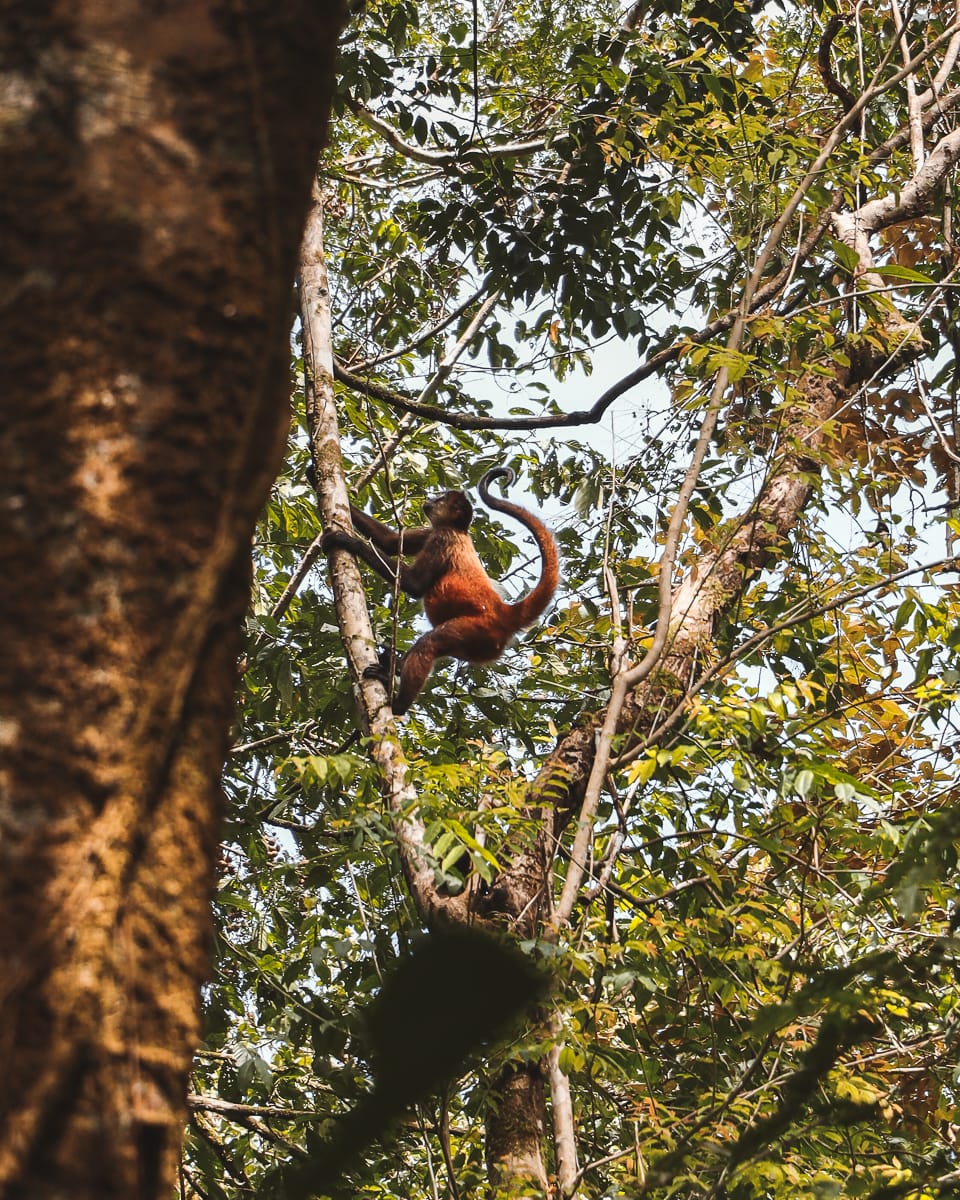 Costa Rica - Sehenswürdigkeiten & Highlights - Corcovado Nationalpark Spider Monkey