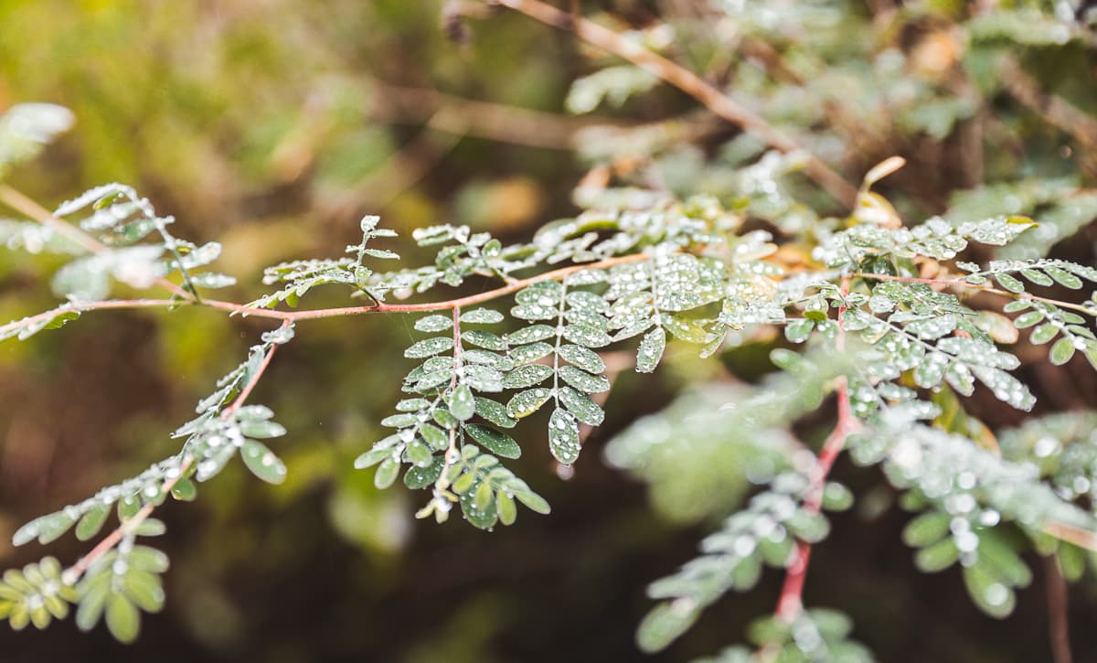 Costa Rica - Sehenswürdigkeiten & Highlights - Monteverde Nebelwald