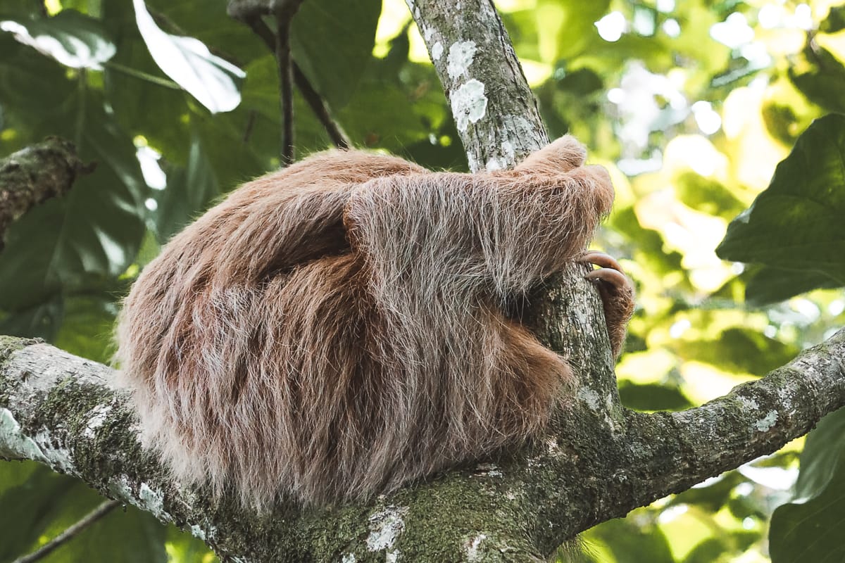 Costa Rica - Sehenswürdigkeiten & Highlights - Waschbär