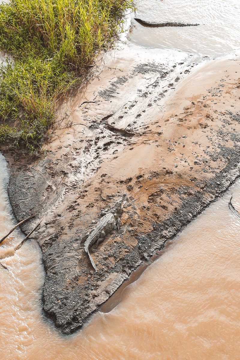 Costa Rica - Sehenswürdigkeiten & Highlights - Krokodil