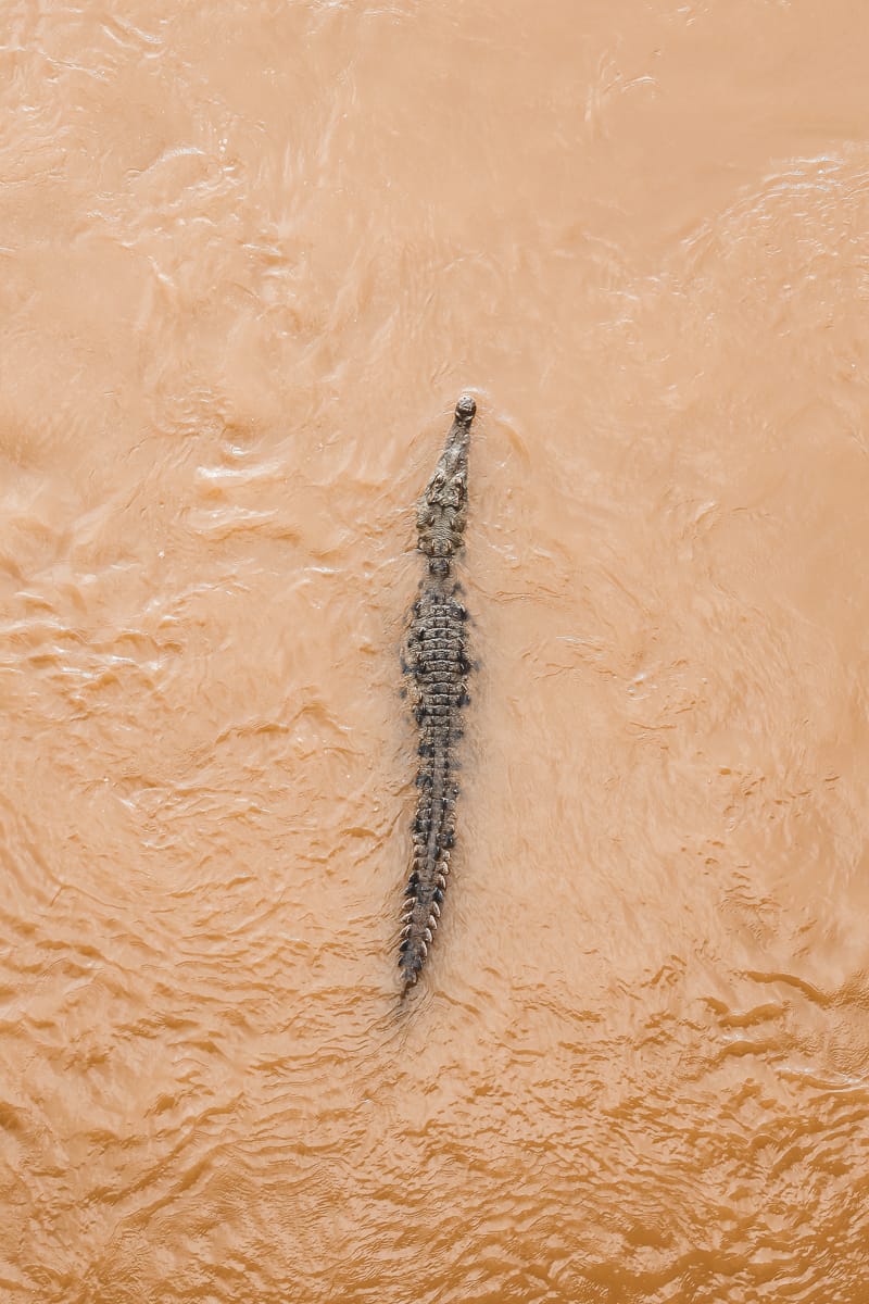 Costa Rica - Sehenswürdigkeiten & Highlights - Krokodil