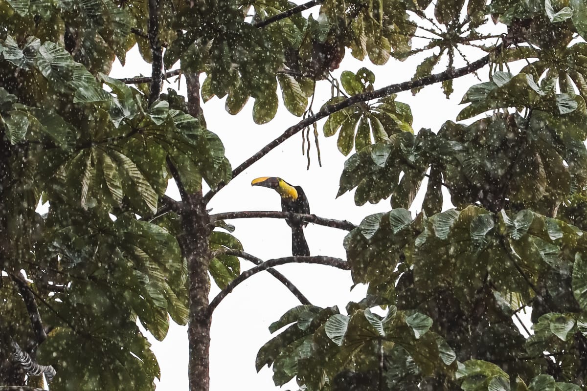 Costa Rica - Sehenswürdigkeiten & Highlights - Tukan