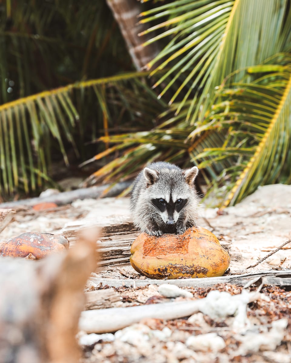 Costa Rica - Sehenswürdigkeiten & Highlights - Waschbär