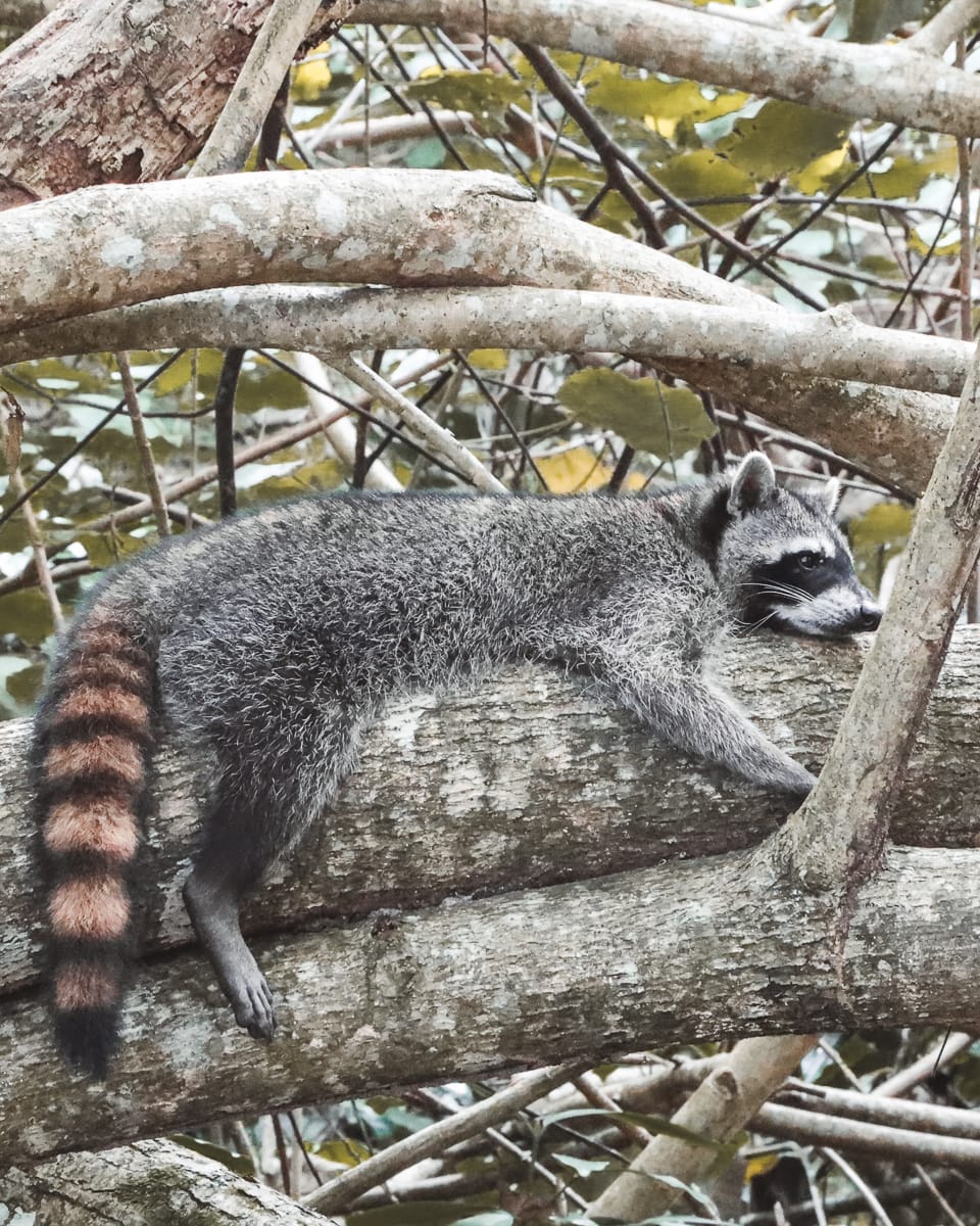 Costa Rica - Sehenswürdigkeiten & Highlights - Waschbär