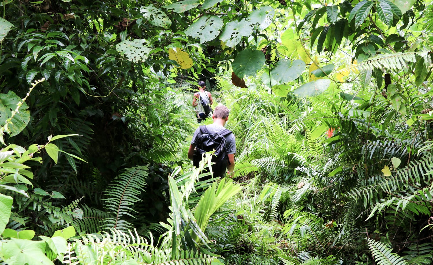 Daniel Sulawesi Dschungel