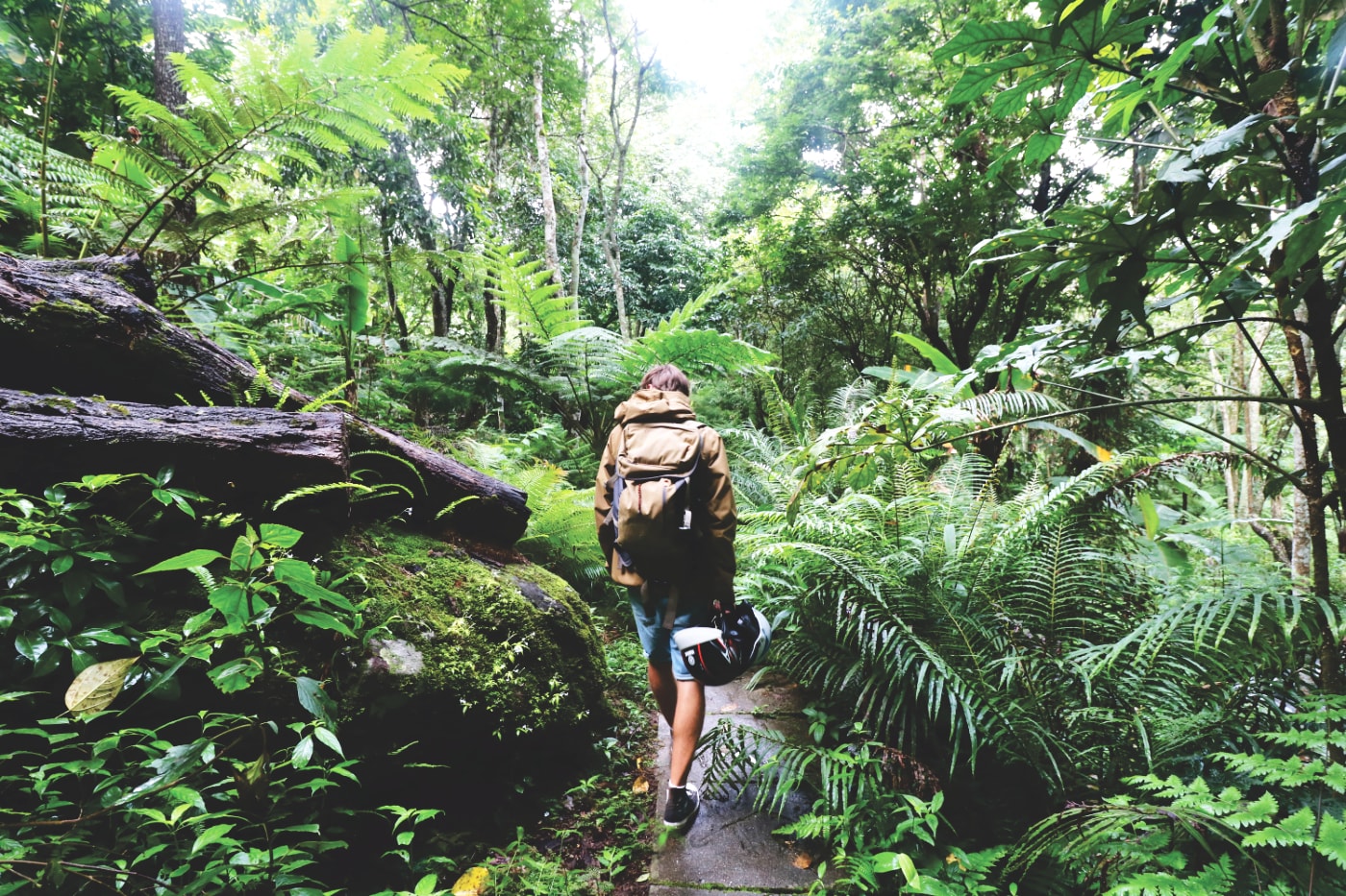 Natur im Doi Inthanon Nationalpark in Chiang Mai Natur im Doi Inthanon Nationalpark in Chiang Mai