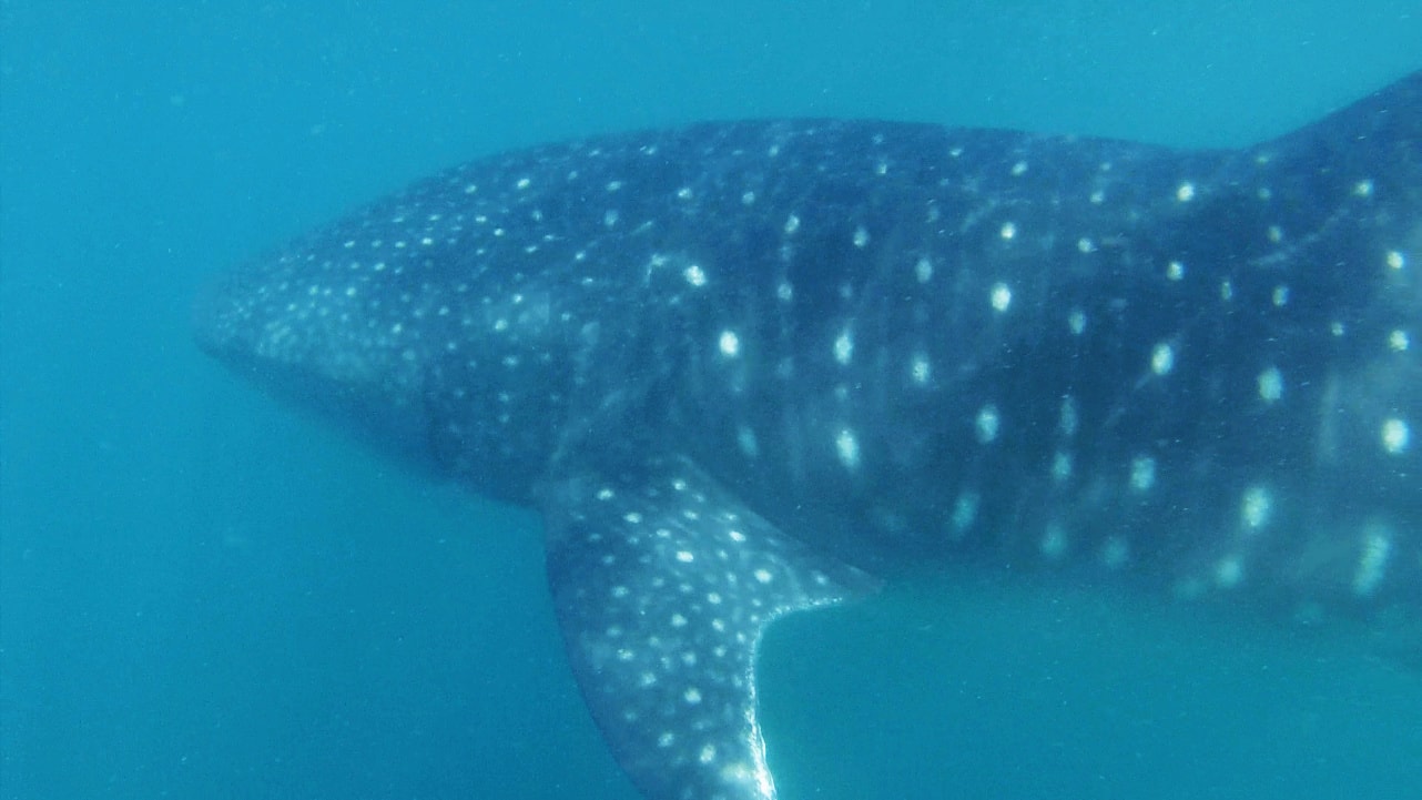 Walhai hautnah auf den Philippinen