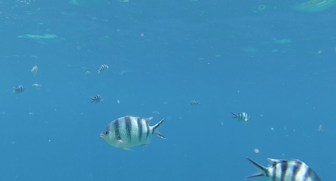 El Nido Fische El Nido Fische