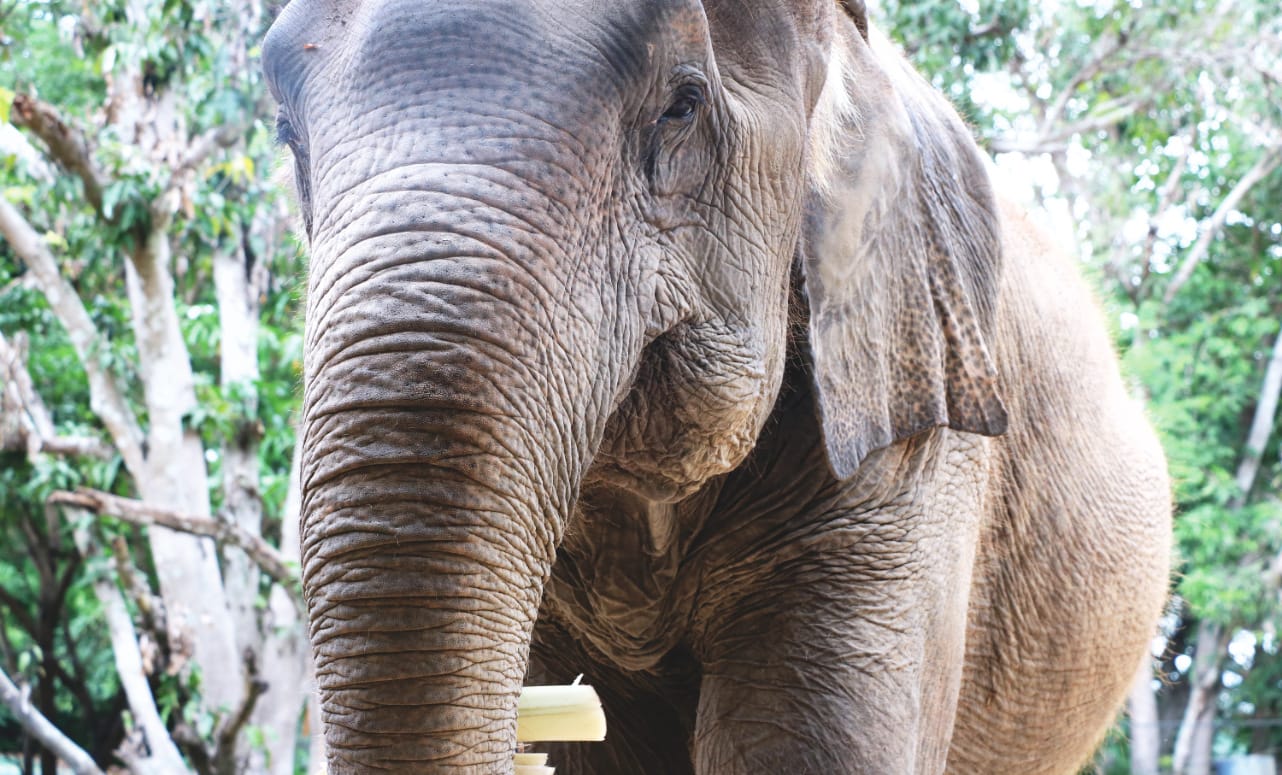 Elefant in Thailand bei WFFT Elefant in Thailand bei WFFT