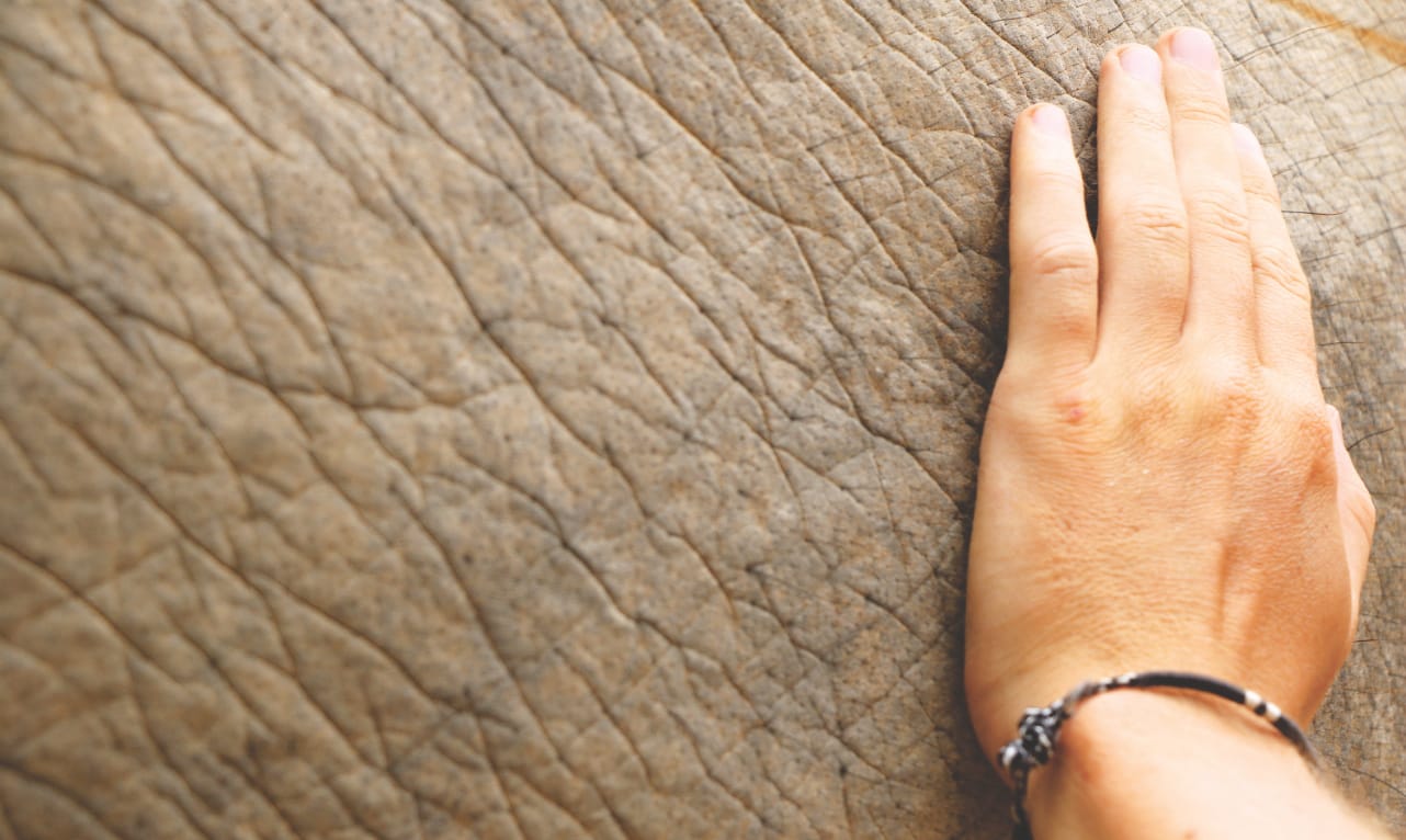 Hand auf Elefantenhaut Hand auf Elefantenhaut