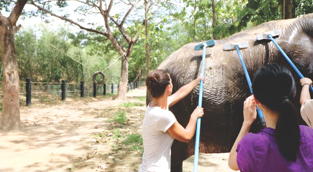 Elefant schrubben bei WFFT Elefant schrubben bei WFFT