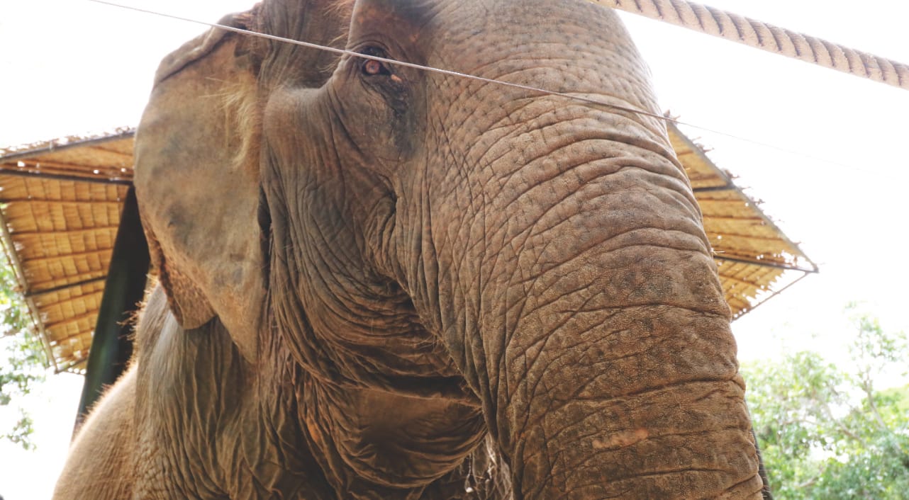 Elefanten in Thailand Elefanten in Thailand