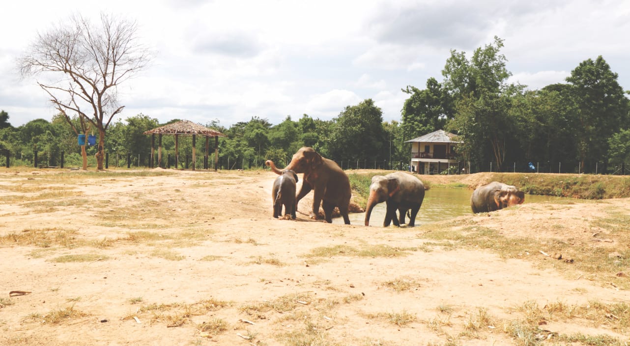 Elefanten baden im See bei WFFT Elefanten baden im See bei WFFT