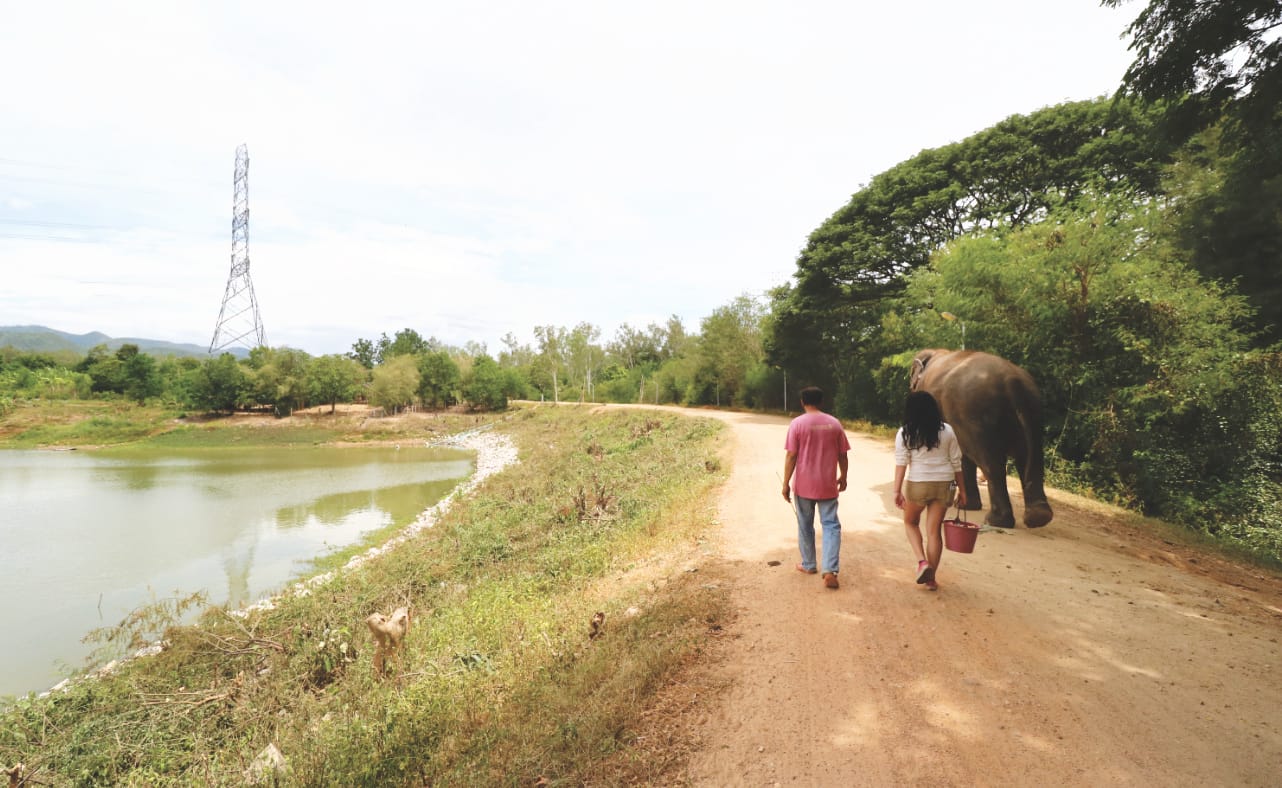 Faire Elefantenarm - WFFT Faire Elefantenarm - WFFT