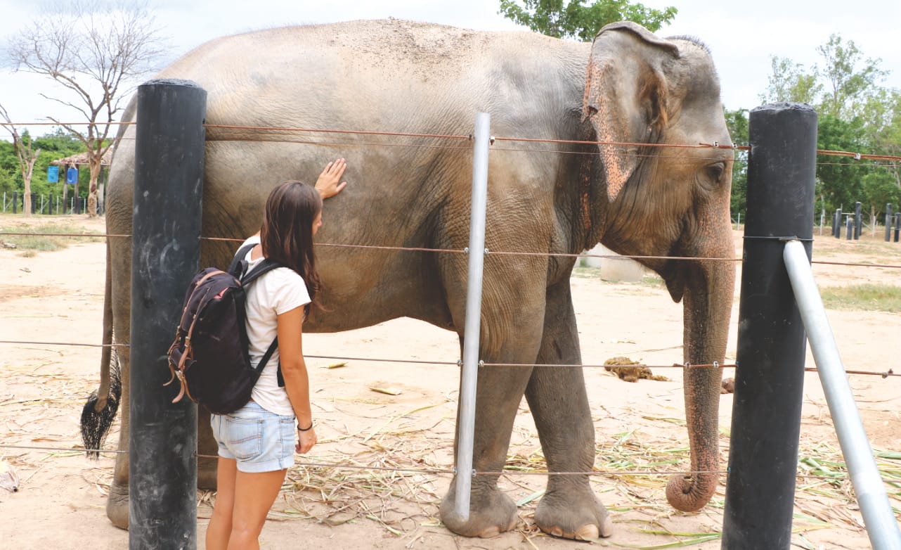 Elefant hautnah in Thailand Elefant hautnah in Thailand