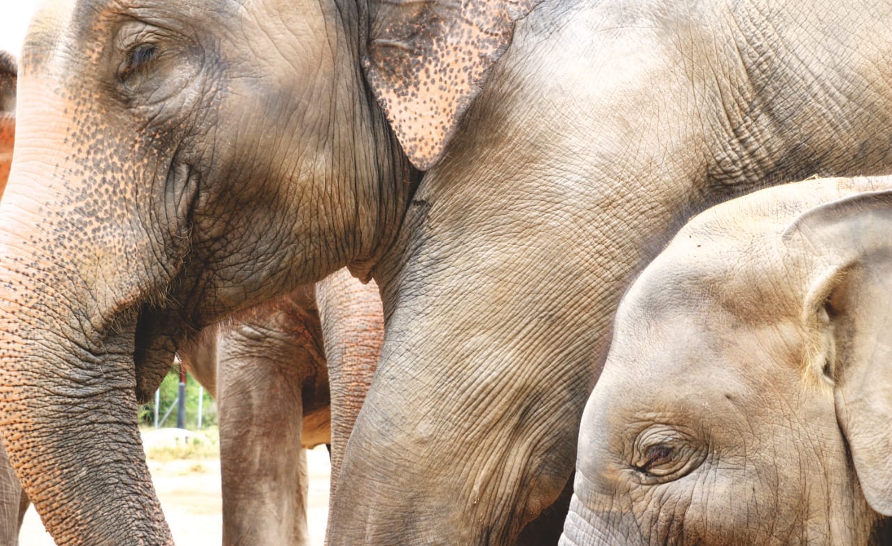 Elefant mit Baby Elefant mit Baby