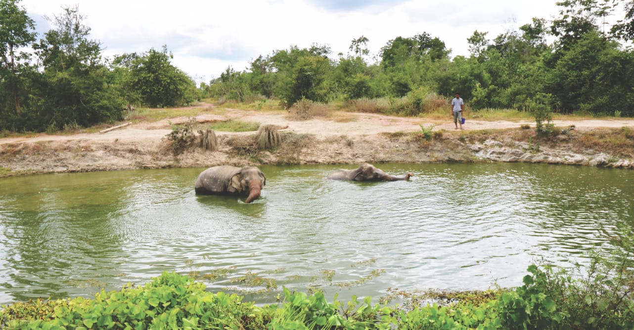 Reisebericht: Schwimmende Elefanten bei WFFT Reisebericht: Schwimmende Elefanten bei WFFT
