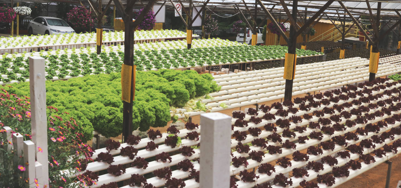 Cameron Highlands Erdbeerfarm