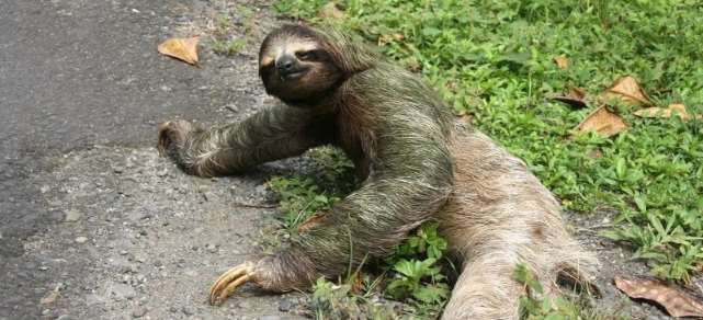 Faultier in Costa Rica Faultier in Costa Rica