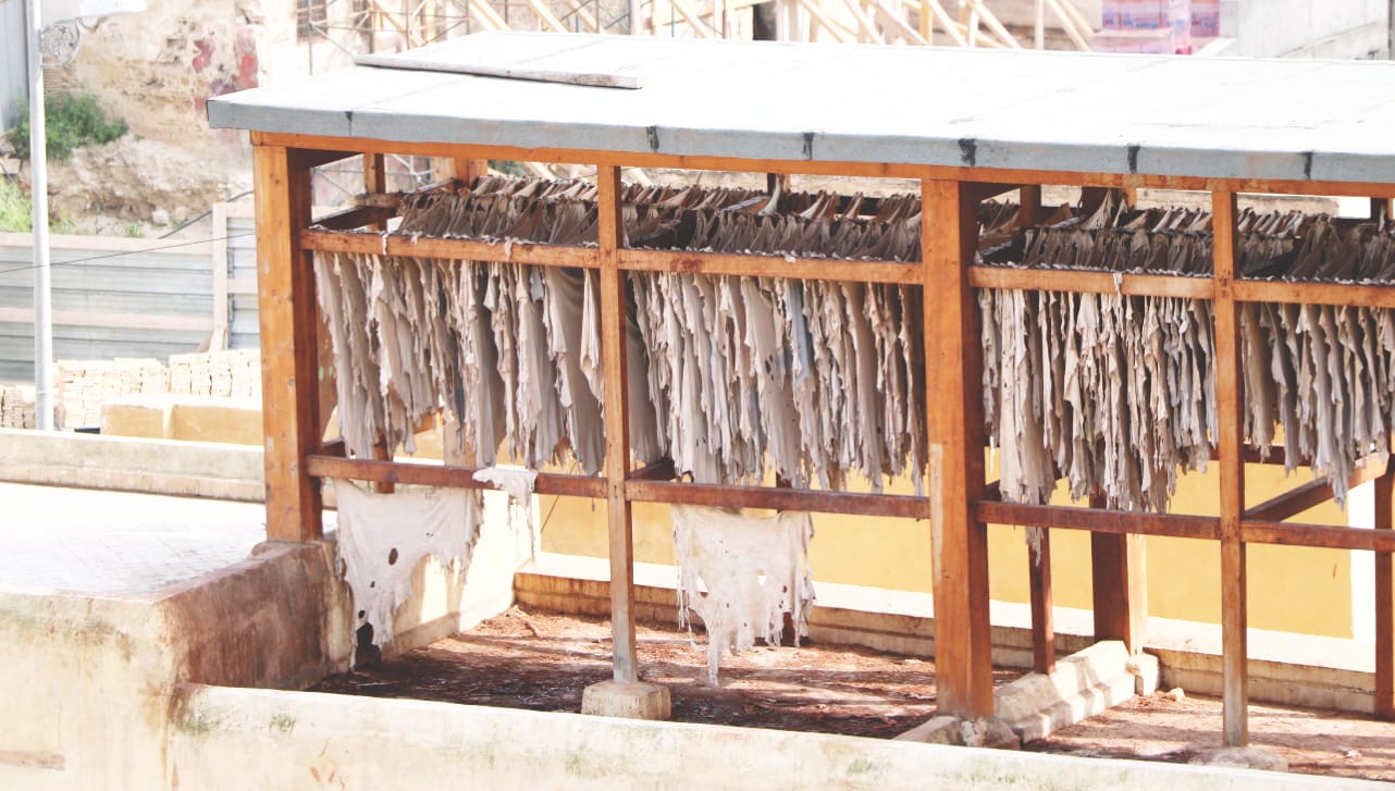 Trocknen von Tierhaut im Gerberviertel von Fes