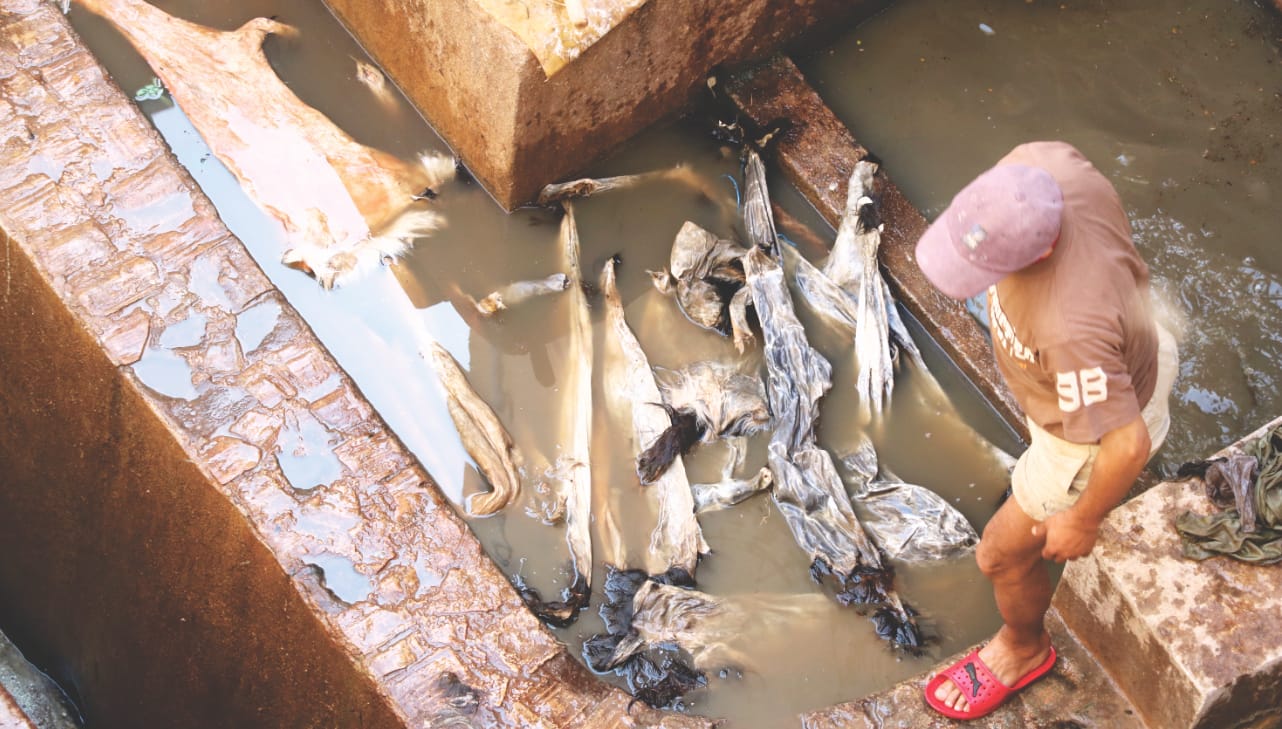 Verarbeitung von Tierhaut im Gerberviertel von Fes