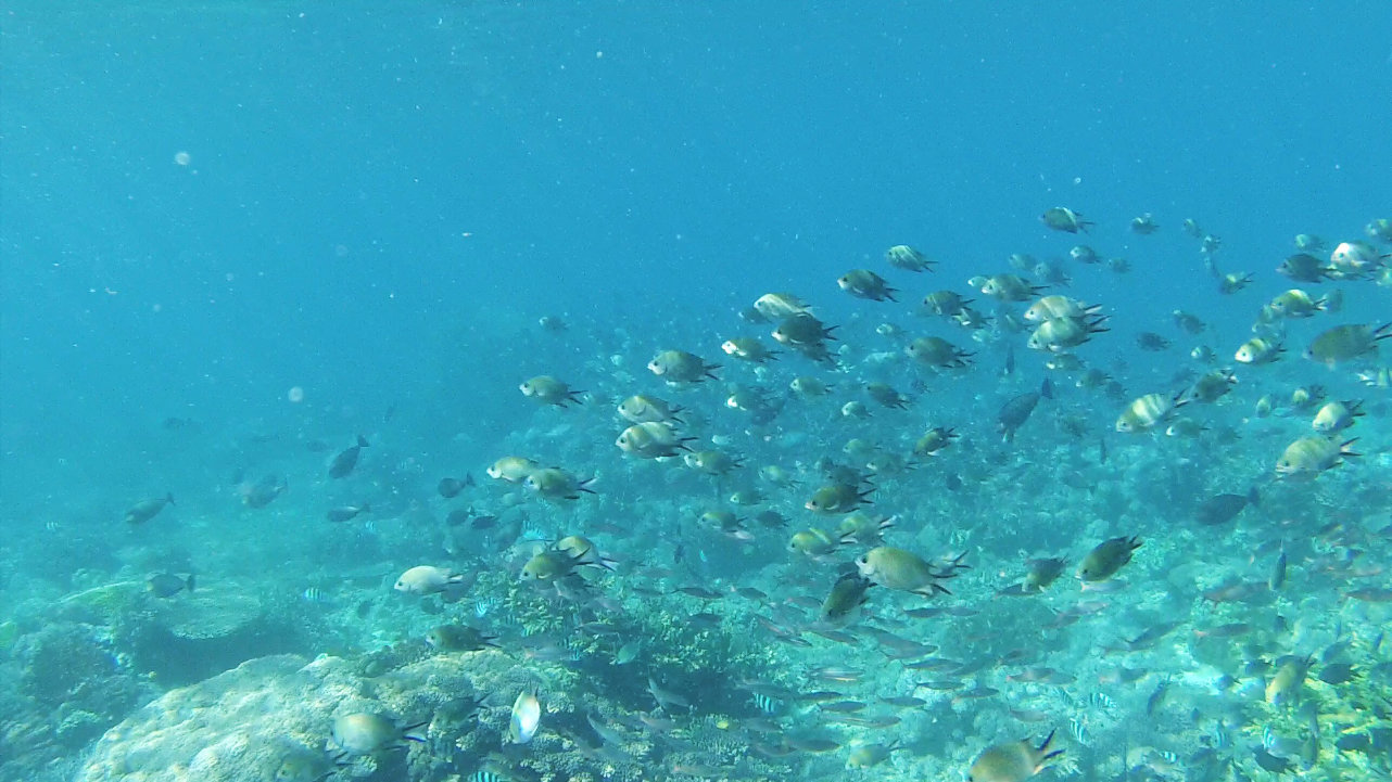 Schnorcheln am Pink Beach während der Komodotour Schnorcheln am Pink Beach während der Komodotour