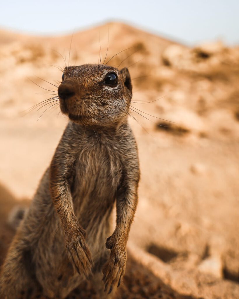 Fuerteventura Sehenswürdigkeiten - Streifenhörnchen