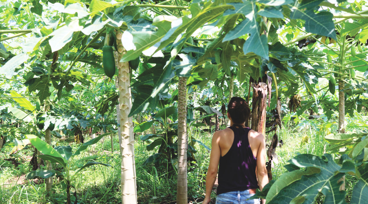 Auf der Suche nach reifen Papayas