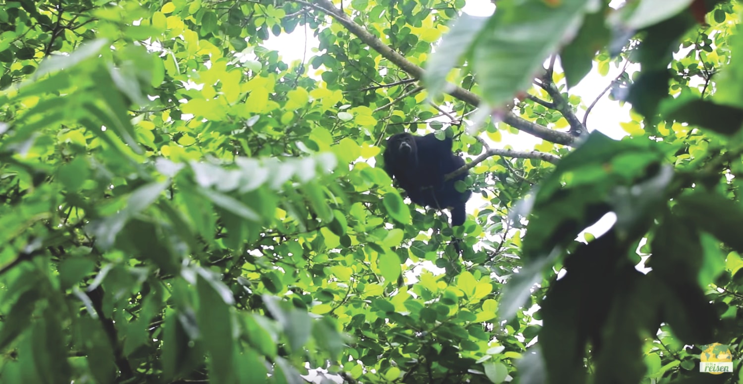Howler Monkey in Belize