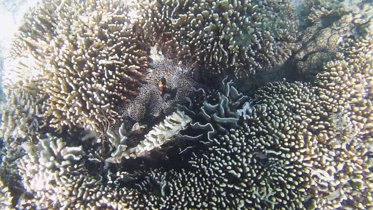 Nemo auf Kanawa Island Nemo auf Kanawa Island