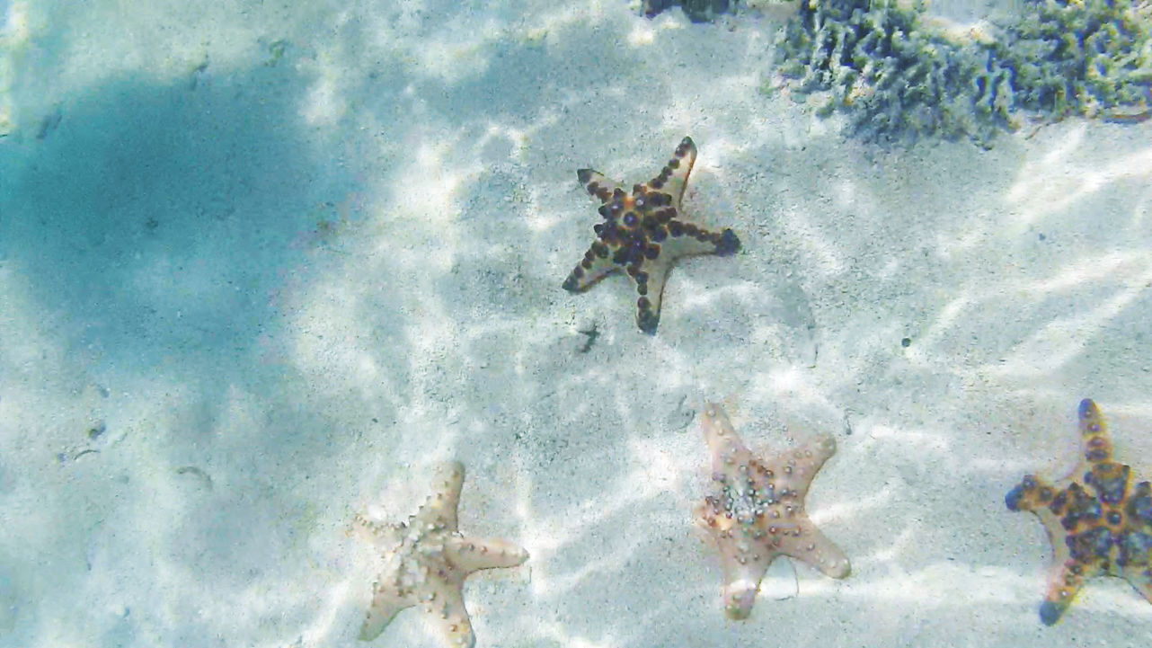 Seesterne auf Kanawa Island Seesterne auf Kanawa Island