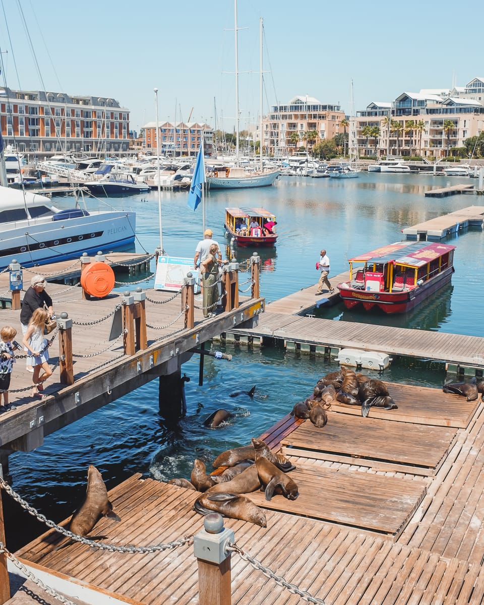 Kapstadt Sehenswürdigkeiten & Highlights - Robben an V&A Waterfront