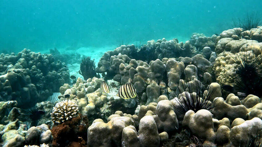 Koh Lipe - Tauchen und Schnorcheln