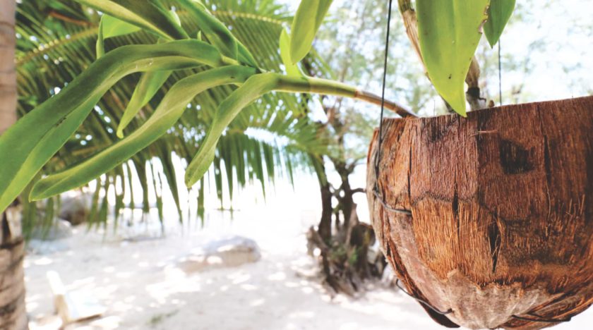 Koh Phangan Cookies Bungalow Strand