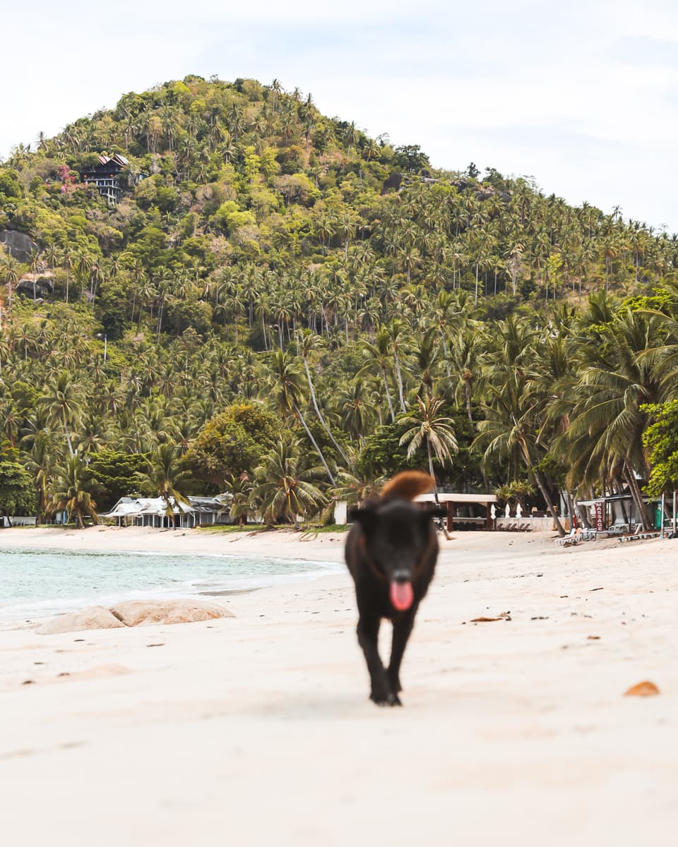 Koh Samui - Reisetipps & Sehenswürdigkeiten - Chaweng Noi Strand Koh Samui - Reisetipps & Sehenswürdigkeiten - Chaweng Noi Strand