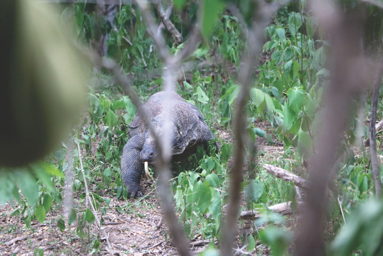 Komodo hinter einem Busch Komodo hinter einem Busch
