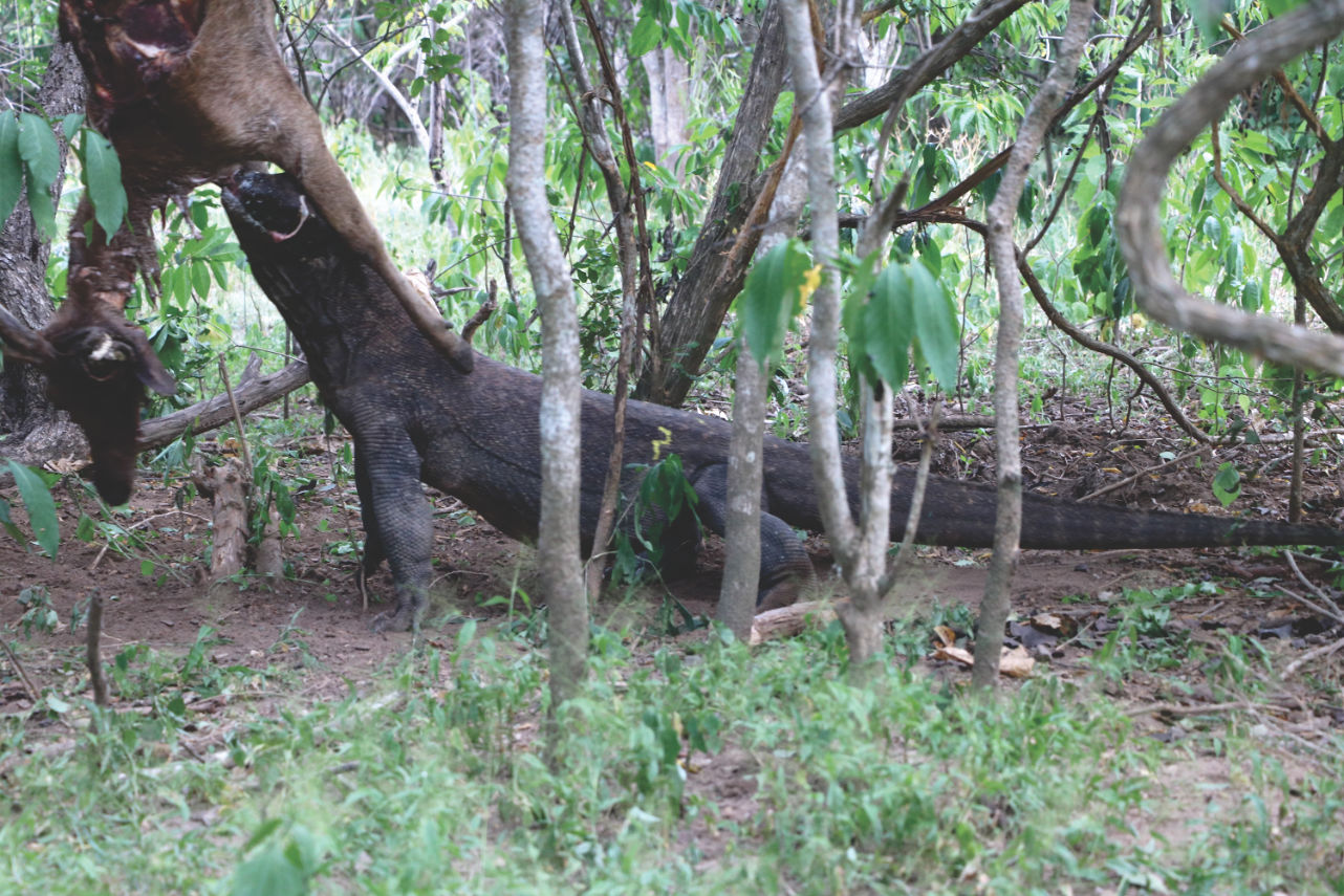 Reisebericht: Komodo-Waran auf der Komodo Insel Reisebericht: Komodo-Waran auf der Komodo Insel