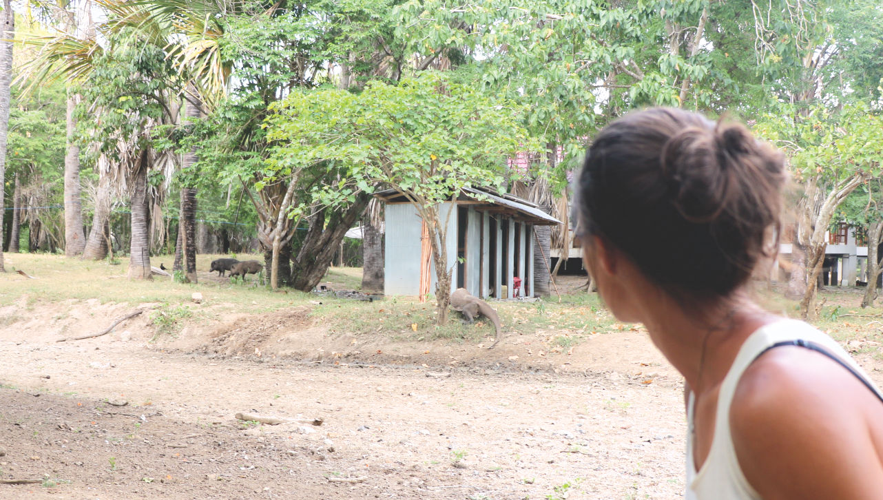 Waran auf der Komodo Insel Waran auf der Komodo Insel