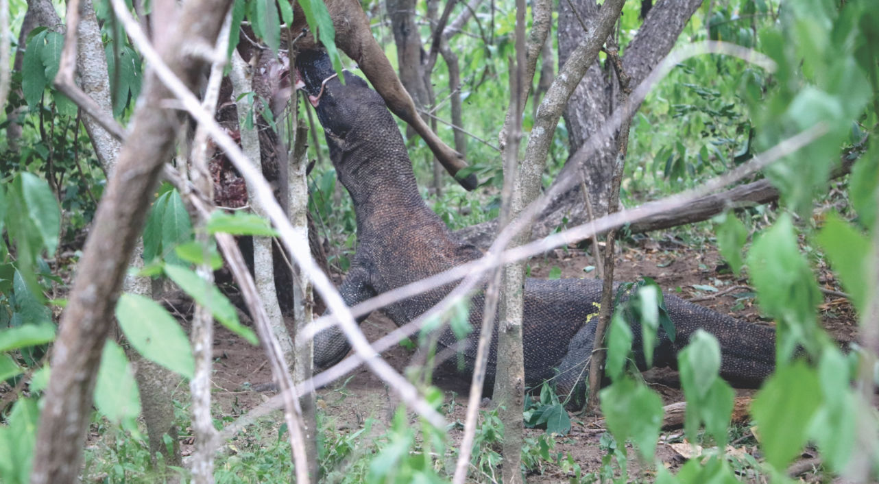 Komodo Tour in Indonesien Komodo Tour in Indonesien