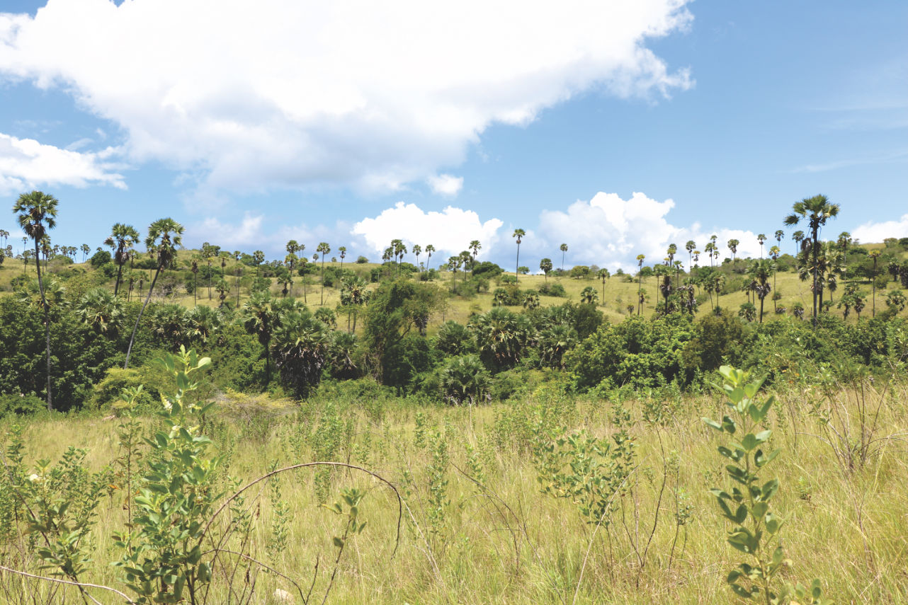 Spaziergang durch Rinca Spaziergang durch Rinca