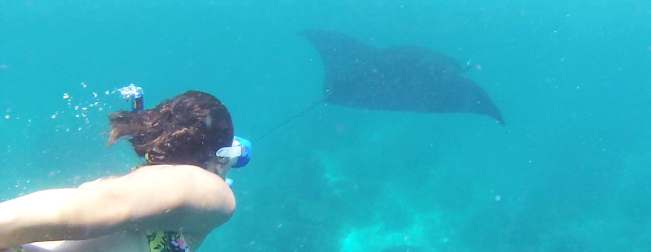 Schnorcheln mit Mantarochen Schnorcheln mit Mantarochen