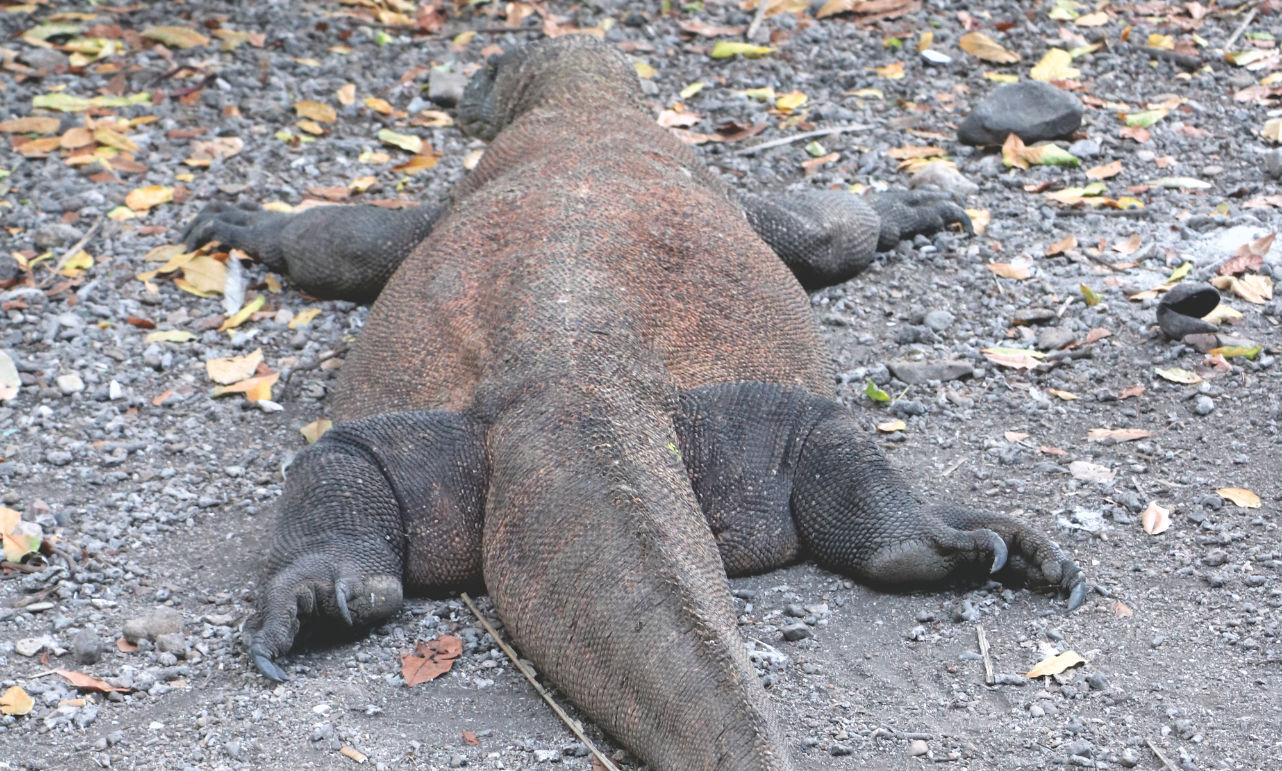 Komodo Waran in Indonesien Komodo Waran in Indonesien