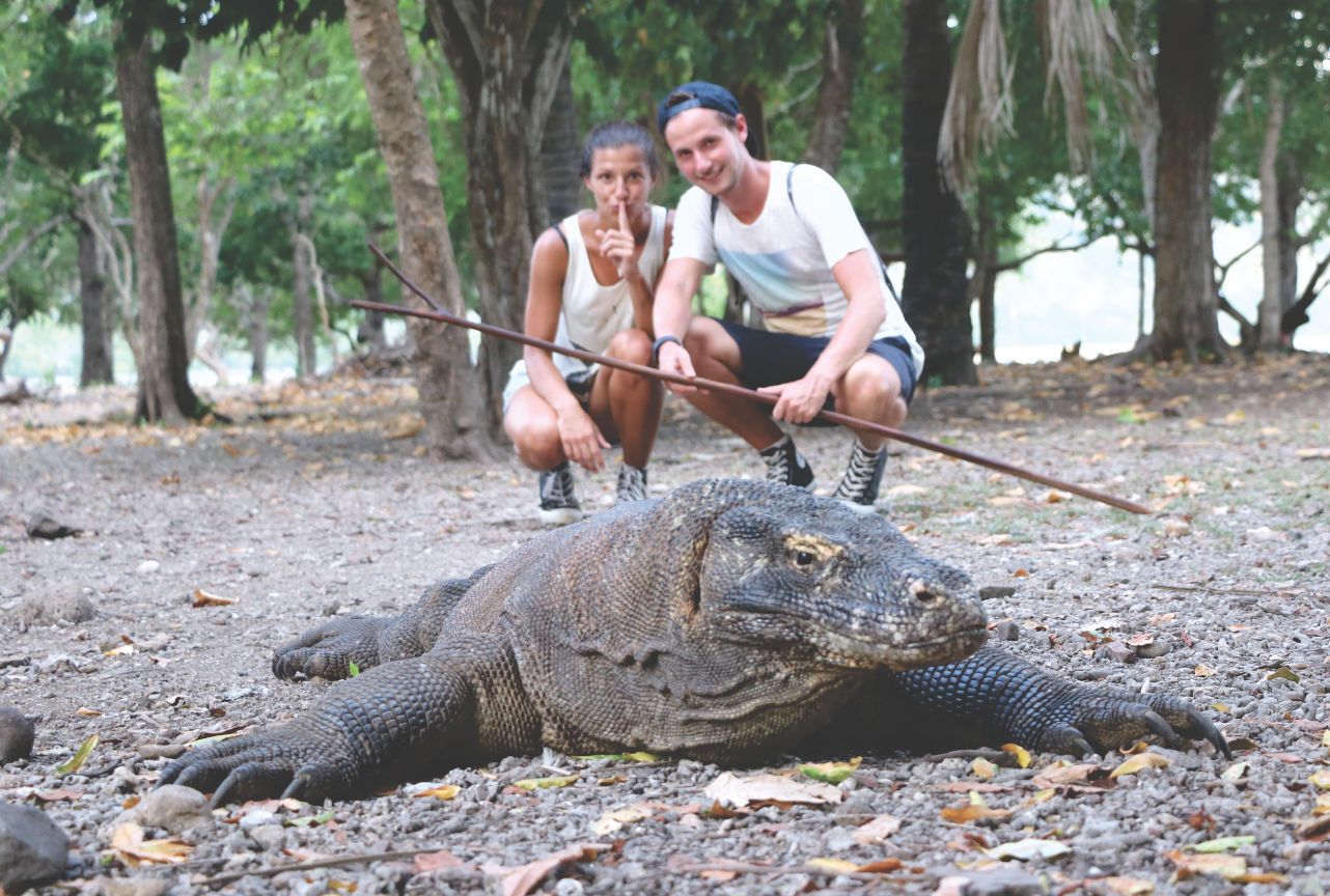 Komdo Waran in Indonesien