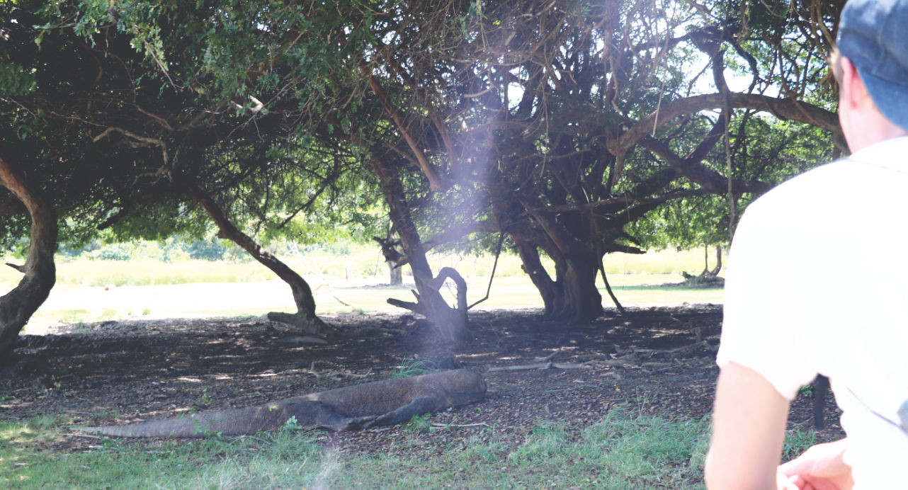 Der erste Komodo auf Rinca Der erste Komodo auf Rinca