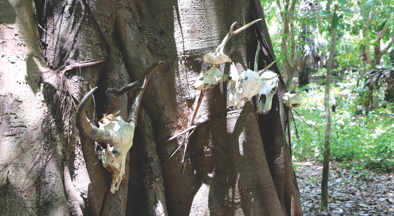 Beute der Komodos Beute der Komodos