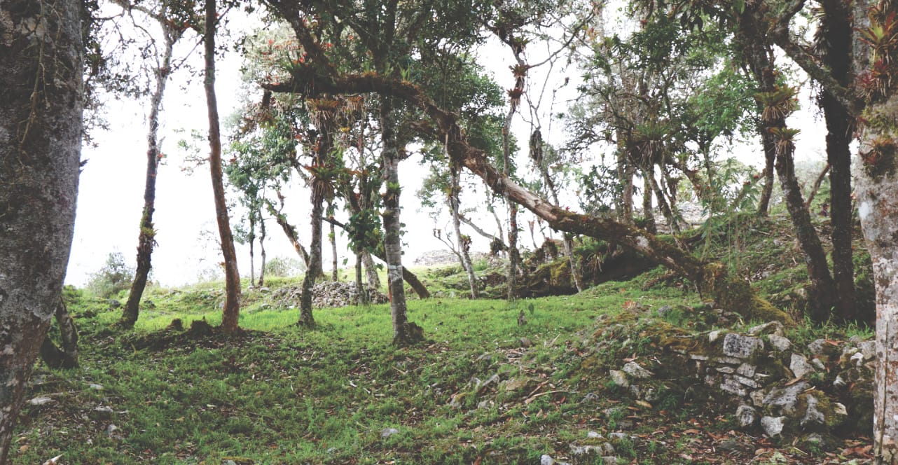 Bewachsene Ruinen von Häusern in Kuelap