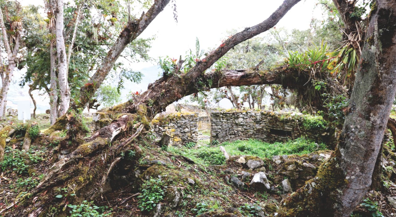 Kuelaps wild bewachsene Ruine