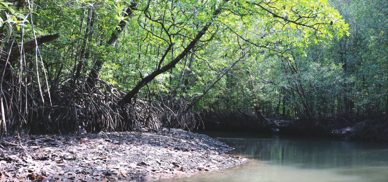 Reisebericht: Mangroven auf Langkawi Tour