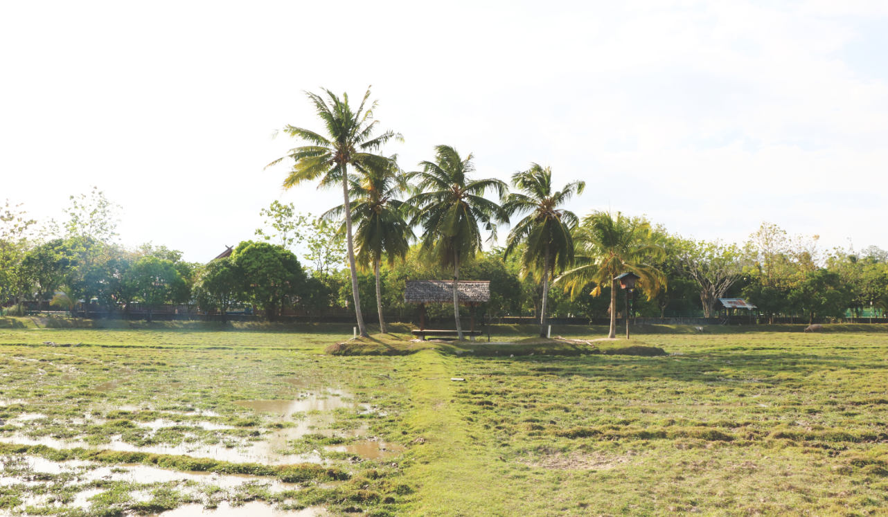 Langkawi Reismuseum Reisfeld Langkawi Reismuseum Reisfeld