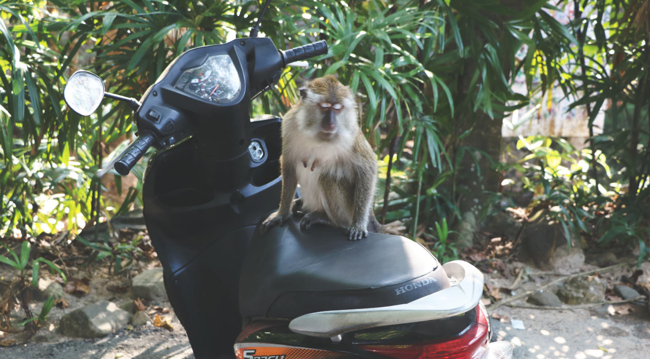 Affe auf dem Moped auf Langkawi Affe auf dem Moped auf Langkawi
